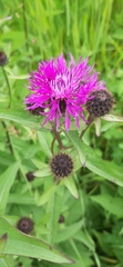 Centaurea phrygia phrygia