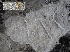 Pertusaria aspergilla