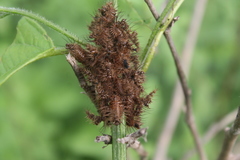 Polychalma multicava