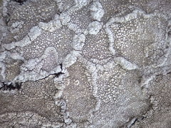 Pertusaria aspergilla