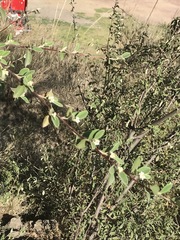 Malacomeles denticulata