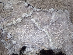 Pertusaria aspergilla