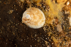Capulus