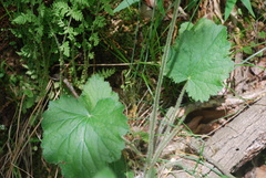 Heuchera missouriensis
