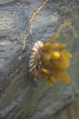 Adenocystis utricularis