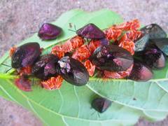 Polychalma multicava