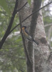 Symposiachrus trivirgatus