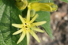 Passiflora citrina