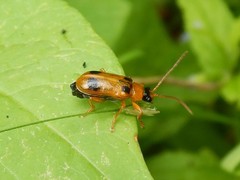 Phyllobrotica quadrimaculata