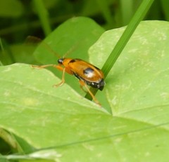 Phyllobrotica quadrimaculata