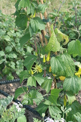 Passiflora citrina