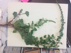 Blitum capitatum capitatum