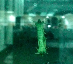 Lepidoptera