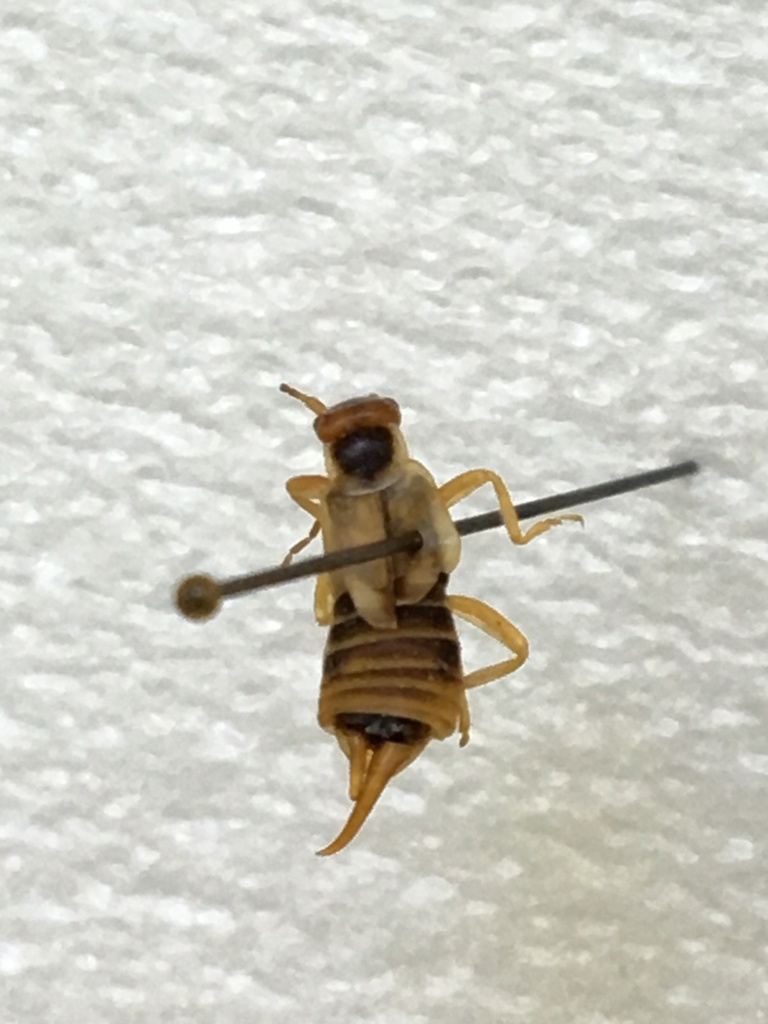 European Earwig from Middlebury, Vermont 05753, EE. UU. on July 13 ...