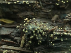 Cribraria intricata