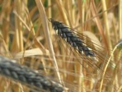 Triticum dicoccoides
