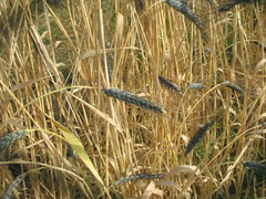 Triticum dicoccoides