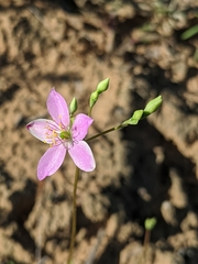Phemeranthus rugospermus