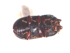 Cis okennoni