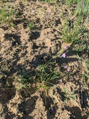 Phemeranthus rugospermus