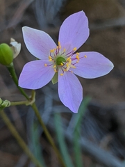 Phemeranthus rugospermus