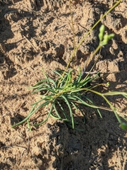 Phemeranthus rugospermus