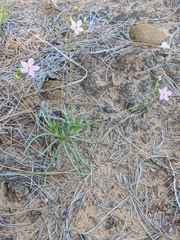 Phemeranthus rugospermus
