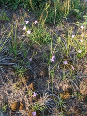 Phemeranthus rugospermus