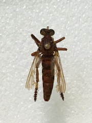 Diogmites basalis