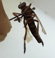 Diogmites basalis
