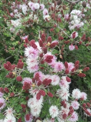 Mimosa monancistra