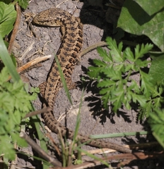 Elgaria coerulea coerulea