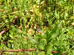 Hemiargus
