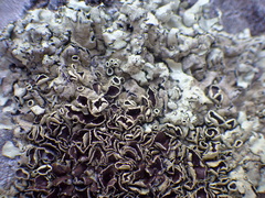 Xanthoparmelia stenophylla