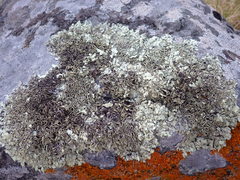 Xanthoparmelia stenophylla