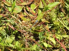 Argia agrioides