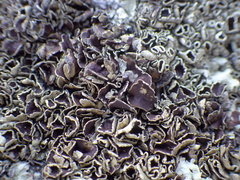 Xanthoparmelia stenophylla