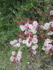 Mimosa monancistra