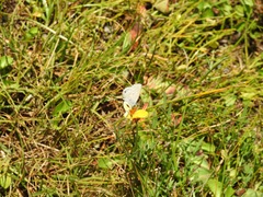 Hemiargus