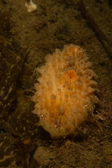 Cnemidocarpa verrucosa