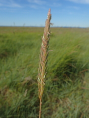 Elymus athericus