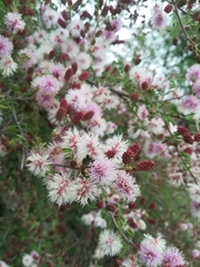 Mimosa monancistra