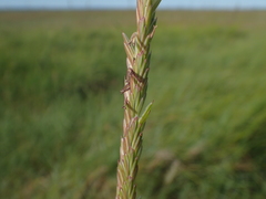 Elymus athericus