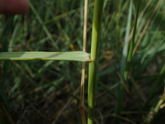 Elymus athericus