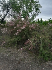 Mimosa monancistra