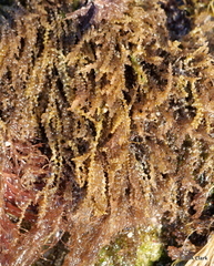 Acanthophora spicifera