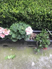 Pelargonium
