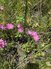 Sabatia dodecandra foliosa