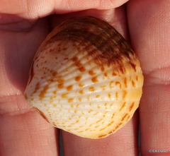 Tucetona