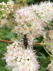 Brachyleptura brevis